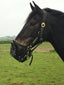 Grazing Muzzle on Warmblood Horse