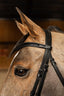 HFI edges bridle - HorseworldEU