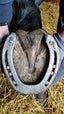 Kevin Bacon hoof solution - HorseworldEU