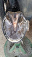 Kevin Bacon hoof solution - HorseworldEU