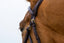 Trust Hickstead Hackamore bridle - HorseworldEU