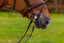 Trust Knokke Combined noseband bridle - HorseworldEU